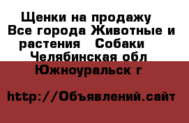 Щенки на продажу - Все города Животные и растения » Собаки   . Челябинская обл.,Южноуральск г.